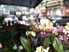 -哈尔滨道外花鸟鱼市场