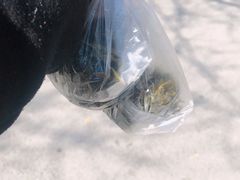 -香雪海