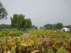 -白洋淀景区