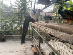 -瑞丽独树成林风景区