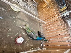 -廊坊固安福朋喜来登酒店