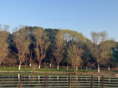 -昆山城市生态森林公园