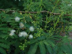 -广西壮族自治区药用植物园