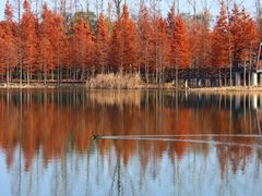 -昆山城市生态森林公园
