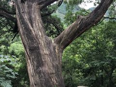 -北京上方山国家森林公园