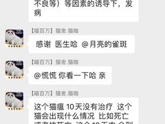 -喵百万·布偶·蓝金金渐层英短·猫舍(百子湾店)