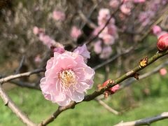 -梅花山(明孝陵内)