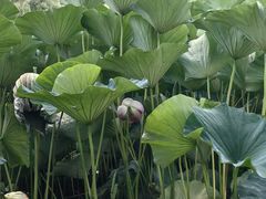 -长春市南湖公园