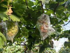 -马陆小张葡萄园农家乐