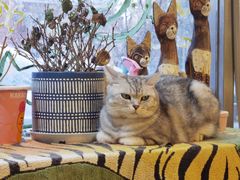 -平行世界·猫咖(首经贸店)