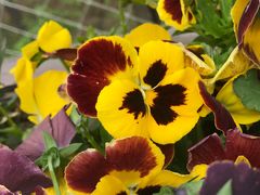 -黄海国家森林公园