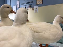 -RU DUCK柯尔鸭公社·撸鸭俱乐部·羊驼·小香猪