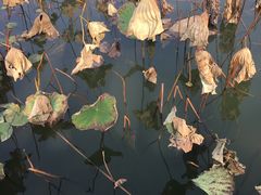 -艾溪湖湿地公园