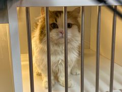 -十月米努特矮脚猫舍