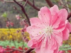 -南宁花花大世界景区
