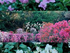 -莲花山公园