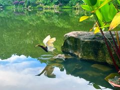 -深圳仙湖植物园