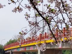-高东镇樱花园