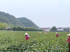 -随意茶庄·地道杭帮农家菜(梅家坞店)