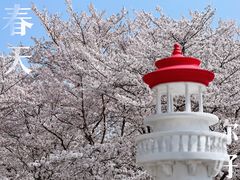 -顾村公园