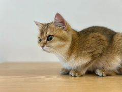 -有喵·猫咖·狗咖·30几只猫10只小狗(岗厦店)