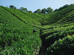 -龙坞茶村
