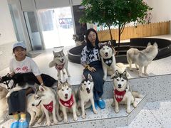 -Husky Go!哈士奇体验馆·宠物咖啡厅狗咖