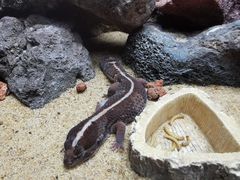 -广州长隆飞鸟乐园