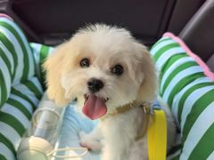 -翊宠yipet猫狗购宠庄园犬舍•猫舍