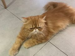 -Heymao猫咖.咖啡厅(东门店)
