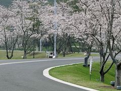 -羊山湖公园