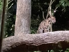 -夜间野生动物园