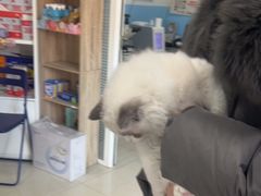 -瑞派福兴宠物医院犬猫全科·骨科·中西医结合(河东店)