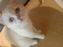 -猫腻·猫咖·撸猫馆(星光大道店)