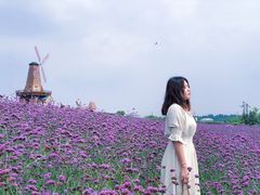 -大塘金香草谷