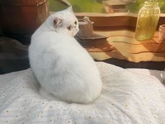 -爱洗澡的猫(望京店)