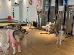 -Husky Go! 哈士奇体验馆·宠物咖啡厅狗咖