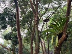-深圳仙湖植物园