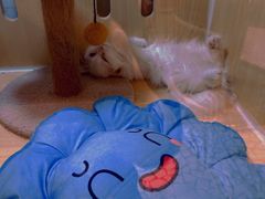 -momokira米努特·德文卷毛猫·棉花面纱犬