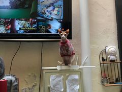 -猫色咖啡·猫咖
