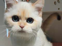 -东方名猫馆·英短金渐层布偶猫舍(环线广场1号楼店)