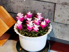 -慢丽江·云南野生菌土鸡锅(付家庄店)