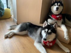 -Husky Go! 哈士奇体验馆·宠物咖啡厅狗咖
