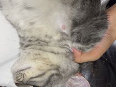 -爱洗澡的猫(天河路店)
