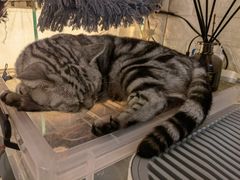 -平行世界·猫咖(首经贸店)