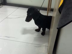 -嘉馨宠物医院·CT影像转诊·心脏科·犬猫全科诊疗中心(下沙大学城院区)
