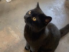 -喵屿·大理花园猫咖