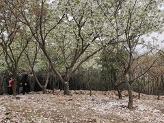 -香雪海