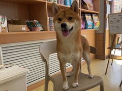 -瑞派宠物医院·中兽医专科(中央商城分院)