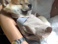 -逗柴咖啡屋·狗咖猫咖宠物桌游